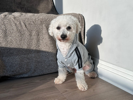 Dog Tracksuit